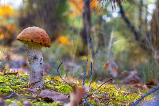 Orange-cap boletus mushroom in forest. Autumn Leccinum mushrooms grow. Natural raw food growing in wood. Edible cep, vegetarian natural organic meal