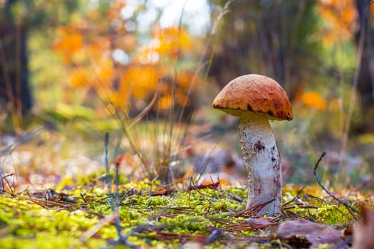 Orange-cap boletus in moss. Autumn mushroom grow in forest. Natural raw food growing in wood. Edible cep, vegetarian natural organic meal