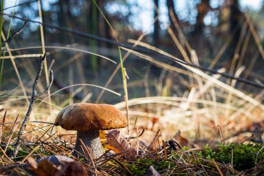 Orange-cap mushroom in sunny forest. Autumn mushroom grow. Natural raw food growing in wood. Edible cep, vegetarian natural organic meal