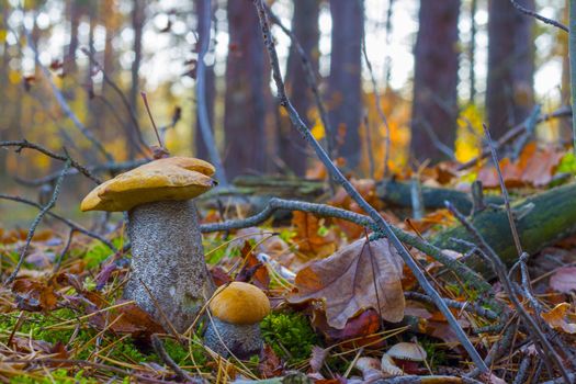 Pair of orange-cap mushrooms in forest. Big and small autumn mushroom grow. Natural raw food growing in wood. Edible cep, vegetarian natural organic meal