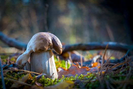 Pair of porcini mushrooms in sunny wood. Autumn mushrooms grow in forest. Natural raw food growing. Edible cep, vegetarian natural organic meal