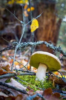 Porcini mushroom growing in nature. Autumn mushrooms grow in forest. Natural raw food growing. Edible cep, vegetarian natural organic meal