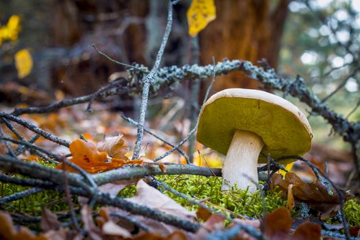 Porcini mushroom grows in nature. Autumn mushrooms grow in forest. Natural raw food growing. Edible cep, vegetarian natural organic meal