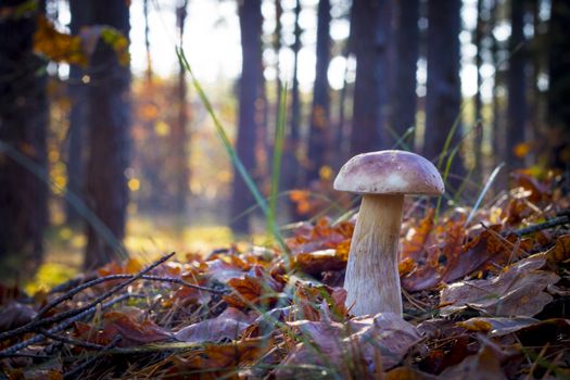 Porcini mushroom in sunny rays. Autumn mushrooms grow in forest. Natural raw food growing. Edible cep, vegetarian natural organic meal