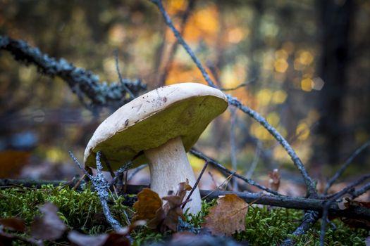 Porcini mushroom in nature. Autumn mushrooms grow in forest. Natural raw food growing. Edible cep, vegetarian natural organic meal