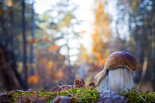 Porcini mushrooms in morning sunny forest. Autumn mushrooms grow in wood. Natural raw food growing. Edible cep, vegetarian natural organic meal
