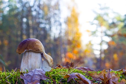 Porcini mushrooms in morning sunny wood. Autumn mushrooms grow in forest. Natural raw food growing. Edible cep, vegetarian natural organic meal