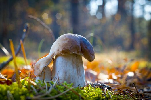 Small mushroom reaches for a large. Autumn mushrooms grow in wood. Natural raw food growing. Edible cep, vegetarian natural organic meal