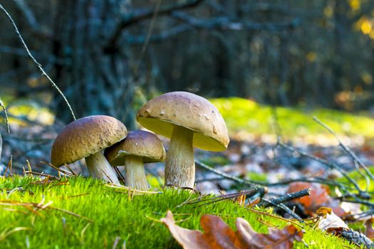 Three mushrooms grows in nature. Autumn mushroom grow in forest. Natural raw food growing. Edible cep, vegetarian natural organic meal