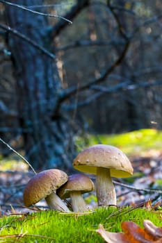Three mushrooms in nature. Autumn mushroom grow in forest. Natural raw food growing. Edible cep, vegetarian natural organic meal