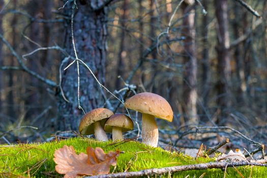 Three porcini mushrooms grows in nature. Autumn mushroom grow in forest. Natural raw food growing. Edible cep, vegetarian natural organic meal