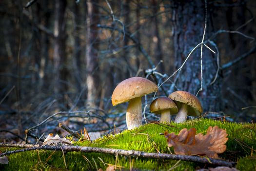 Three porcini mushrooms in nature. Autumn mushroom grow in forest. Natural raw food growing. Edible cep, vegetarian natural organic meal