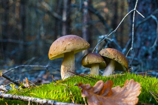 Three white mushrooms grows in nature. Autumn mushroom grow in forest. Natural raw food growing. Edible cep, vegetarian natural organic meal