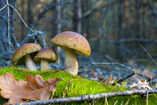 Three white mushrooms in nature Autumn mushroom grow in forest. Natural raw food growing. Edible cep, vegetarian natural organic meal