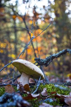 White mushroom in nature. Autumn mushrooms grow in forest. Natural raw food growing. Edible cep, vegetarian natural organic meal