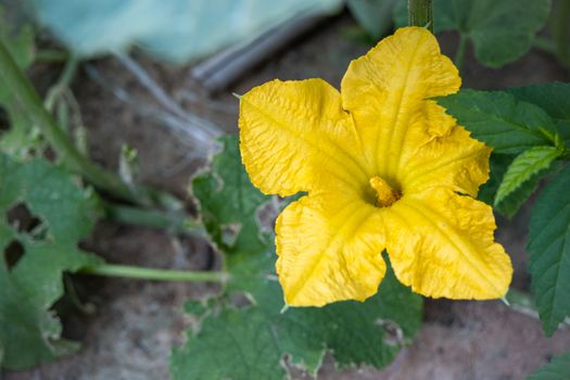 Pumpkin flower blossoming. Pumpkin flower flower blossoming in the backyard