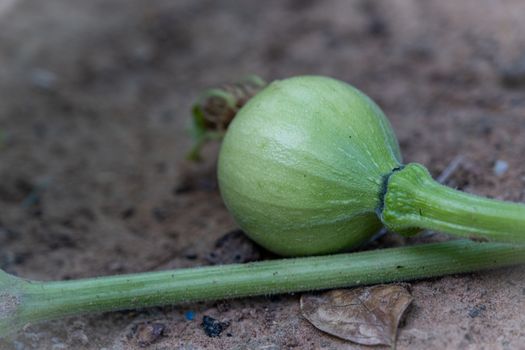 small green decorative pumpkin with leaves. On the ground