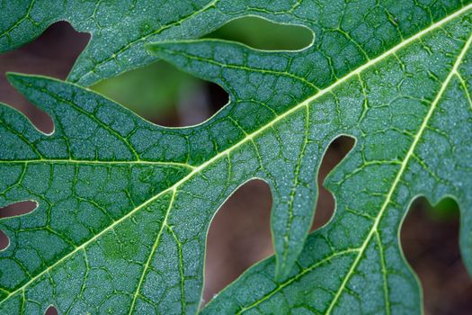 Rain drop on papaya leaf background show pattern With shadow edge, select focus