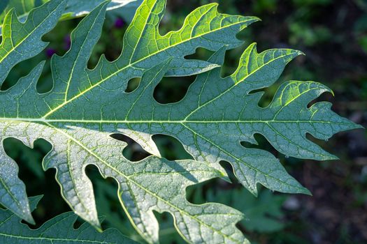 Rain drop on papaya leaf background show pattern With sun light, select focus