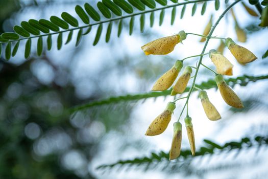 Yellow Sesbania bloom flower can be used to make food and desserts