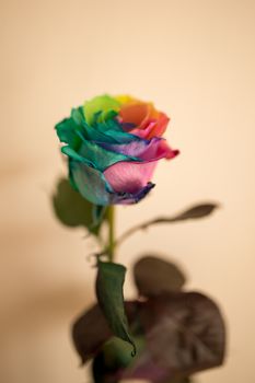 Amazing rainbow rose flower symbolize happiness.