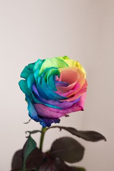 Amazing rainbow rose flower symbolize happiness.