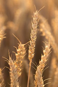 Several tall wheat ears that stretch out to the sky under the backlight