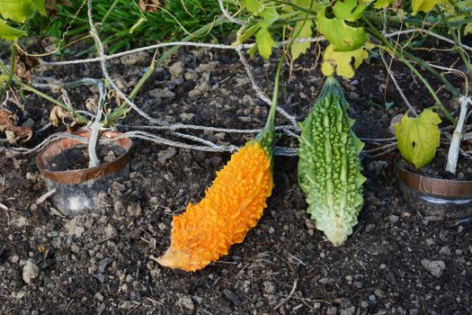 Ripe bitter melon growing next to green immature gourd in a vegetable garden