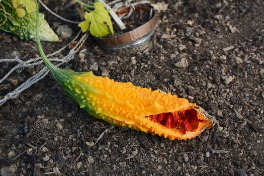 Ripe orange bitter melon in a vegetable bed, split open to reveal red seeds inside