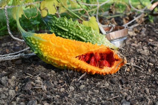 Close-up of a ripe orange bitter melon fruit, with sticky red seeds inside