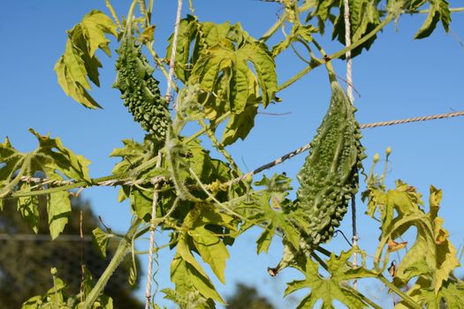 Two bitter melons with green, warted skins, grow on a vine in a vegetable garden against a clear blue sky