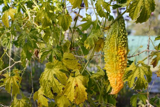 Exotic bitter melon ripening to yellow in late summer, growing on a leafy vine in an allotment garden