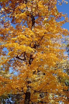 Autumn in October the color of nature in the forests of Sub-Carpathians is impressive.
The yellow and red leaves were shaking from the tall trees.
It is worth seeing these beauties of autumn when you arrive in Romania.