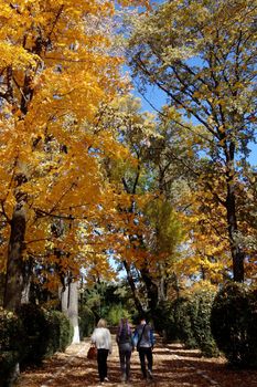 Autumn in October the color of nature in the forests of Sub-Carpathians is impressive.
The yellow and red leaves were shaking from the tall trees.
It is worth seeing these beauties of autumn when you arrive in Romania.