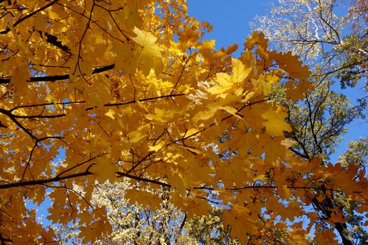 Autumn in October the color of nature in the forests of Sub-Carpathians is impressive.
The yellow and red leaves were shaking from the tall trees.
It is worth seeing these beauties of autumn when you arrive in Romania.