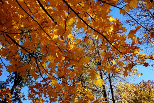 Autumn in October the color of nature in the forests of Sub-Carpathians is impressive.
The yellow and red leaves were shaking from the tall trees.
It is worth seeing these beauties of autumn when you arrive in Romania.