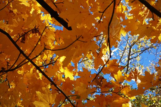 Autumn in October the color of nature in the forests of Sub-Carpathians is impressive.
The yellow and red leaves were shaking from the tall trees.
It is worth seeing these beauties of autumn when you arrive in Romania.