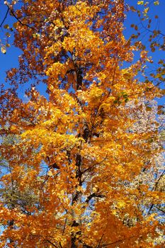 Autumn in October the color of nature in the forests of Sub-Carpathians is impressive.
The yellow and red leaves were shaking from the tall trees.
It is worth seeing these beauties of autumn when you arrive in Romania.