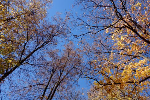Autumn in October the color of nature in the forests of Sub-Carpathians is impressive.
The yellow and red leaves were shaking from the tall trees.
It is worth seeing these beauties of autumn when you arrive in Romania.