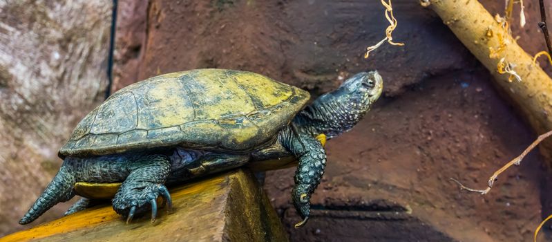 beautiful portrait of a european pond turtle, Exotic reptile from Europe, near threatened animal specie