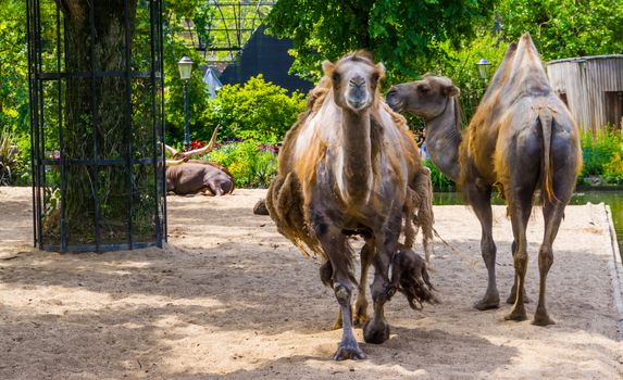 Camel couple standing together and one walking towards camera, popular pet and zoo animals
