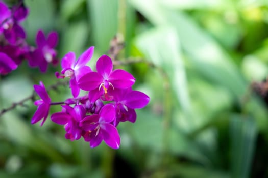 The background image of the colorful flowers, background nature