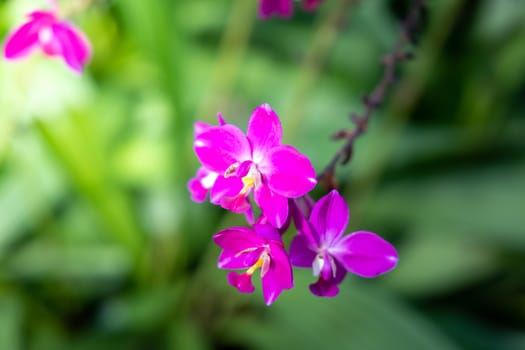 The background image of the colorful flowers, background nature