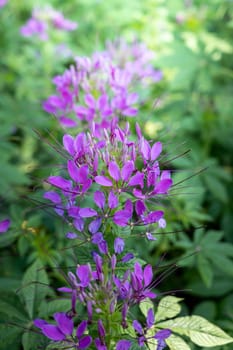 The background image of the colorful flowers, background nature