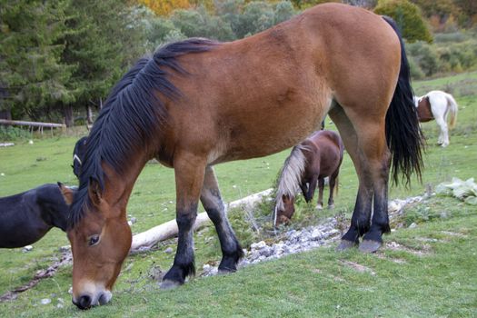 wild horses in Abruzzo National park