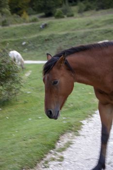 wild horses in Abruzzo National park