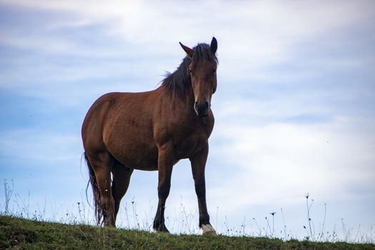 wild horses in Abruzzo National park