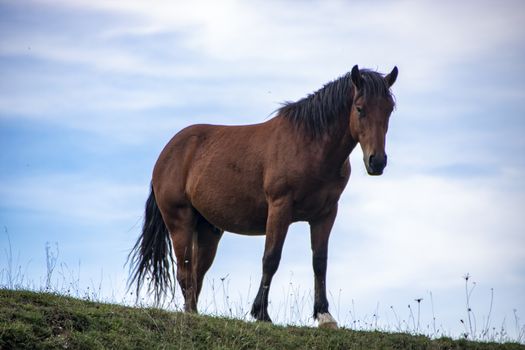 wild horses in Abruzzo National park