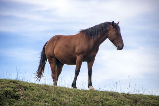 wild horses in Abruzzo National park