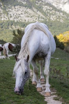 wild horses in Abruzzo National park